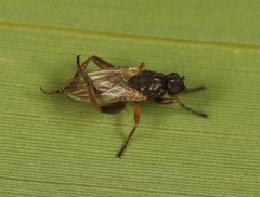 Sphaerocera curvipes
