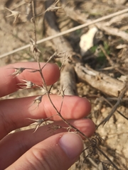 Teucrium pseudochamaepitys