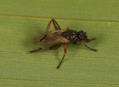 Sphaerocera curvipes