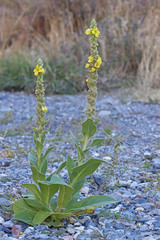 Verbascum thapsus thapsus