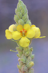 Verbascum thapsus thapsus