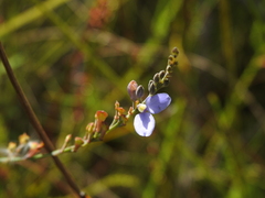 Comesperma defoliatum