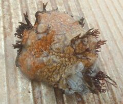 Styelidae