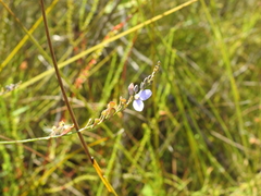 Comesperma defoliatum