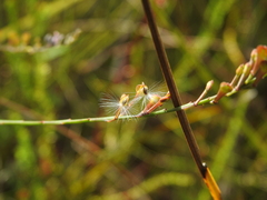 Comesperma defoliatum
