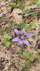 Romulea ramiflora gaditana