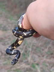 Lampropeltis getula