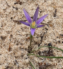 Romulea ramiflora gaditana