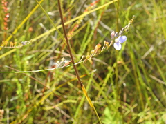 Comesperma defoliatum