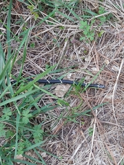 Lampropeltis getula