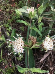 Lagascea