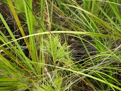 Baloskion tetraphyllum