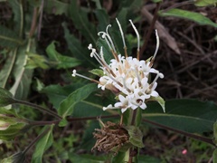 Lagascea