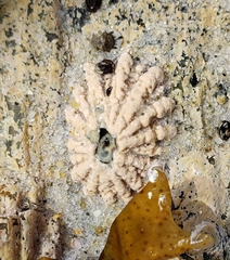 Patelloida corticata