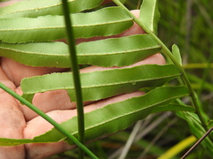 Telmatoblechnum indicum