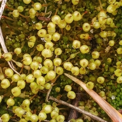 Physcomitrium pyriforme