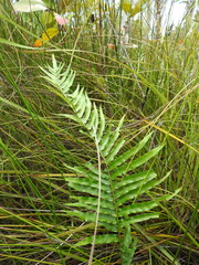 Telmatoblechnum indicum