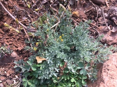 Parthenium bipinnatifidum