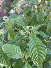 Psychotria nervosa