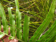 Telmatoblechnum indicum