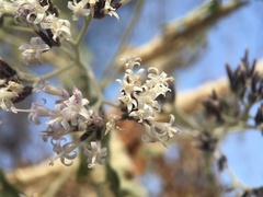Critoniopsis