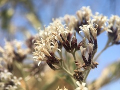 Critoniopsis