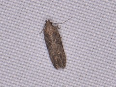 Hypatima