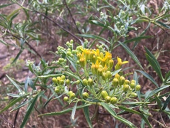 Barkleyanthus salicifolius