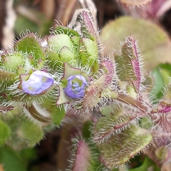 Veronica hederifolia-sublobata-triloba