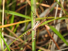 Argiope picta