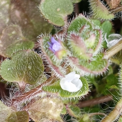 Veronica hederifolia-sublobata-triloba