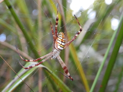 Argiope picta