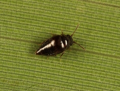 Cypha longicornis