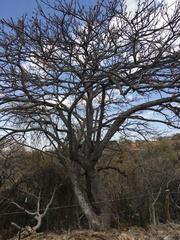 Ceiba aesculifolia