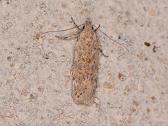 Gelechiini