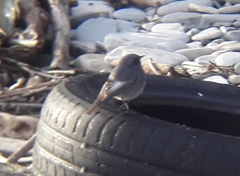 Phoenicurus ochruros