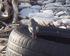 Phoenicurus ochruros