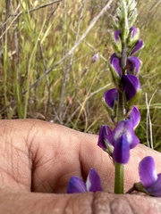 Lupinus truncatus