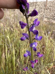 Lupinus truncatus