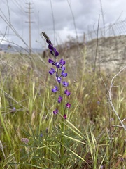 Lupinus truncatus