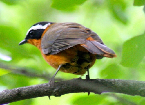 Cossypha heuglini