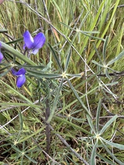 Lupinus truncatus