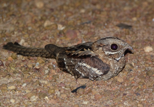 Long-tailed Nightjar