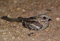 Caprimulgus climacurus