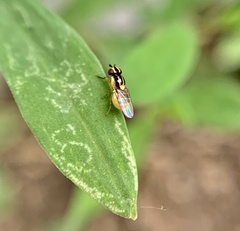 Thaumatomyia glabra