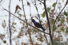Cinnyris coccinigastrus