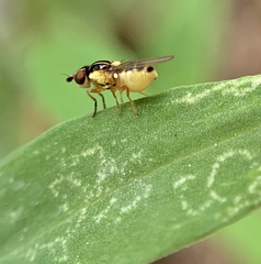 Thaumatomyia glabra