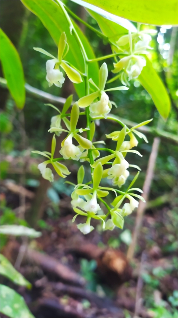 Epidendrum unguiculatum
