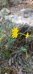 Narcissus assoanus