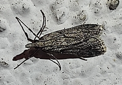 Eudonia angustea